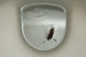 Cockroach (Blatta orientalis) drowned in a toilet sink.