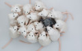 Single black mouse integrated in a group of human-like white mice