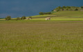 Wheat (Triticum vulgare) field in spring, Spain