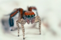 Male jumping spider Saitis barbipes in nuptial aspect.