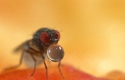 Fruit fly regurgitating digestive enzymes, Spain
