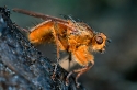 Male of the horse & cow-dung fly, Sarcophaga stercoraria, Spain.