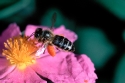 Honey bee Apis mellifera hovering over a Cistus albidus flower, Spain.