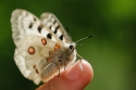Parnassius apollo is in Southern Europe confined to high mountain areas mostly in the Pyrenees where it was confined at the end of the glacial era.