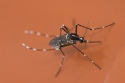Asian Tiger mosquito (Aedes albopictus) female.