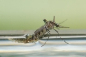 Asian Tiger mosquito (Aedes albopictus) female, emerging from the pupa.
