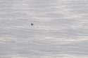 Ship-generated wavelets on Arctic ocean and Black Guillemot (Cepphus grille), off Northern Spitzbergen, Svalbard, on a foggy day. This image has not actually needed to be converted to B&W in software as the light was dim and neutral.