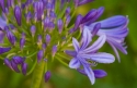 Lily of the Nile (Agapanthus spp.), Catalonia, Spain.