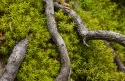 Small roots within mosses, Aran Valley, Catalonia, Spain.