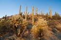 Saguaro and Cholla cactus, Arizona - Sonora Desert, USA