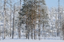 Taiga or Boreal Forest in the Kuhmo area Finland, near the Russian border, in February