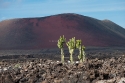 Canary Island Spurge (Euphorbia canariensis) with volcano background, La Geria, Lanzarote, Canary Islands, Spain.