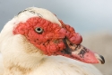 Male Muscovy Duck (Cairina moscata), Madeira, Portugal.
