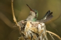 Nesting hummingbird (controlled conditions)