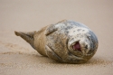 Grey Seal (Halichoerus grypius) having a good time, Donna Nook, Lincolnshire, UK.