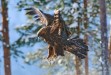 Golden Eagle in the snow in winter at a feeding point, Oulanka area, Kuusamo, Finland