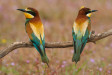 Couple of European Beeeaters (Merops apiaster) perched in the surroundings of the nest in breeding season, Spain