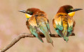 Couple of European Beeeaters (Merops apiaster) perched in the surroundings of the nest in breeding season, Spain