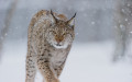 Eurasian Lynx (Lynx lynx) in winter fur over snow and under snowfall, controlled conditions, Norway