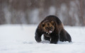 Wolverine (Gulo gulo) in winter, running on snow and under snowfall, controlled conditions, Norway