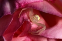 Garden crab spider Misumena vatia stalking insects within a rose.