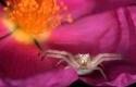 Garden crab spider Thomisus onustus within a Cistus albidus flower in defense/threatening display.