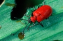Adult Chrysomelid beetle Lilioceris lilii on a damaged leaf.