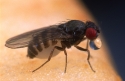 Drosophila vinegar fly regurgitating digestive enzymes, Spain