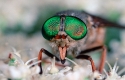 Tabanid Horsefly portrait, Pyrenees, Spain.