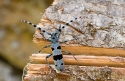 Cerambicid Longhorn beetle Rosalia alpina, endangered species from deciduous forests in the Pyrenees, Spain.