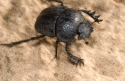 Dung beetle, Doñana NP, Spain