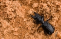 Sand beetle, Doñana NP, Spain