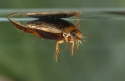 Water beetle Dytiscus marginalis viewed from underwater.