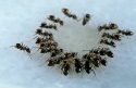 Group of Lasius grandis ants feeding on a drop.
