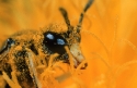 Hymenopteran on flower, Pyrenees, Spain