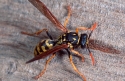 Wasp Polistes gallicus collecting timber fibers for nest building, Spain.