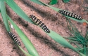 Caterpillars from Brythis crinii feeding on their host plant Pancratium maritimum, Spain.