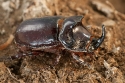Rhinoceros beetle (Oryctes nasicornis) fighting beetle, Spain