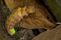 Female Glow Worm Nyctophila reichii in an early summer night, Spain.