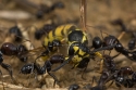 Wasp Polistes gallicus being captured by attacked ants Messor barbarus which turned from potential preys to predators.