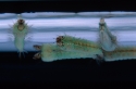 Anopheles atroparvus mosquito larvae, viewed underwater.