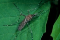 Culiseta longiareolata mosquito female.