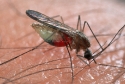 Anopheles atroparvus mosquito female feeding on human while already hosting a whole egg-batch from previous bloodmeal.
