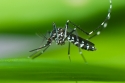 Asian Tiger mosquito (Aedes albopictus) female.
