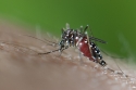 Asian Tiger mosquito (Aedes albopictus) female, bloodfeeding.