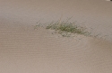 Sand ripple lines in dune, Hirta NP, Valencia, Spain.