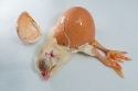 Chicken chick dead at birth from the egg