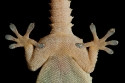 Gecko (Tarentola mauretanica) rear parts shot through the glass of a window, Catalonia, Spain.