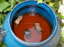 Three dead rats (Rattus rattus) drowned, Catalonia, Spain.