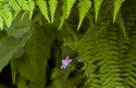 Flower under ferns, Aran Valley, Catalonia, Spain.